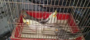 عصافير كوكتير بدي ابيع ثلات