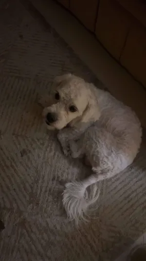 Maltese0