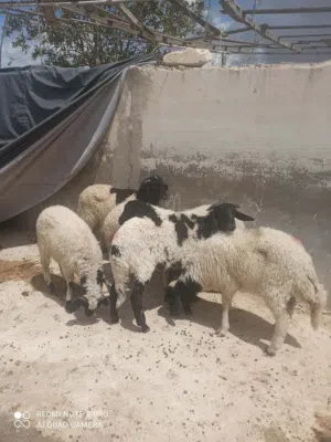 خرفان اة فطايم