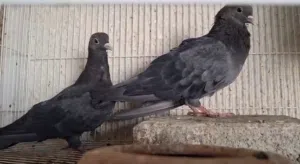 حمام صنعاوي حجم صغير