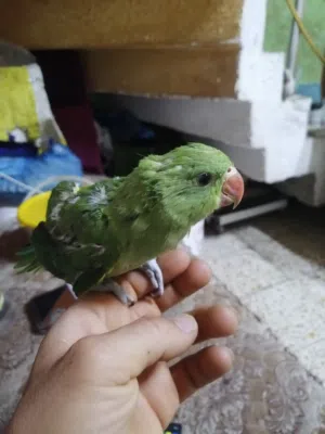افراخ دره بدن يلكطن وهمين زق