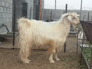 هديد من حلال الجواميد
