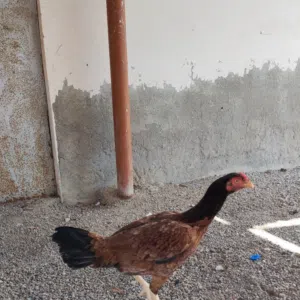 أحمد 