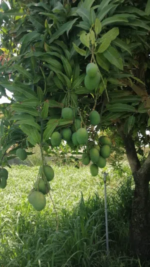 حدال عماني
