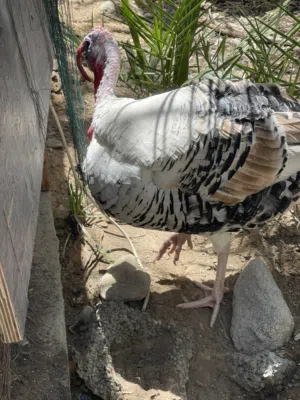 ديك رومي للبيع