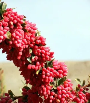 Vegetable & Fruit1