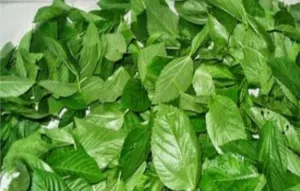 شغل البيت مخلات وملوخيه