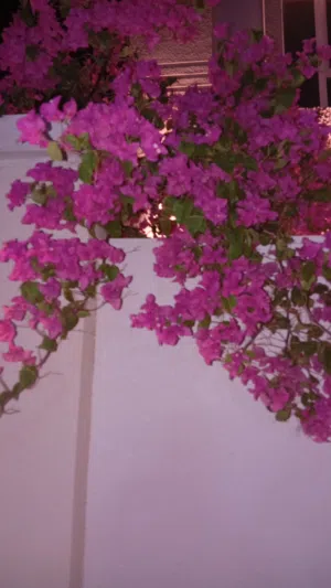 موسى 
