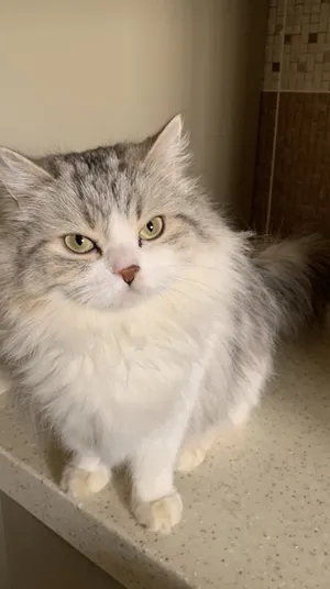 Persian0