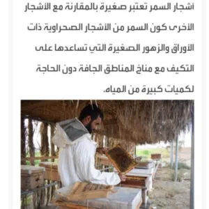 أبو ذياب 