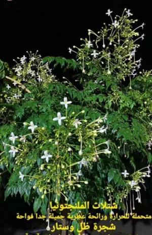 شجرة الملنجتونيا شجره عطريه جميله جدا