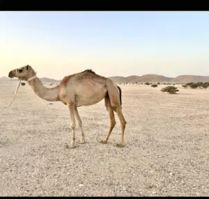 بكره لقيه للبيع