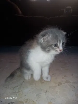 قطط سكوتش فولد