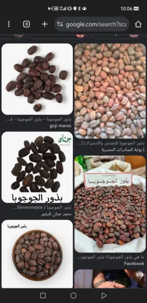 من لديه بذور الجوجوبا و الارغان يتواصل معي