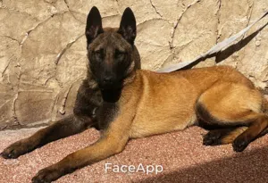 كلب بلجم للبيع