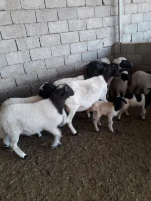 نعجات سلالة الدمان المغربيه