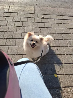 Pomeranian0