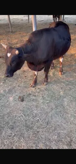بقر وثيران هولندية جيرسية