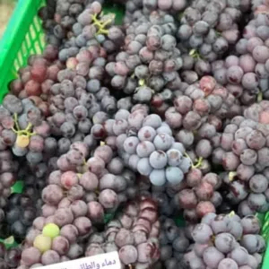 صخر العامري 