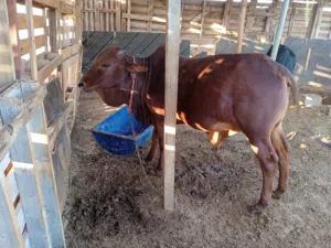 ثيران اثيوبيات للبيع