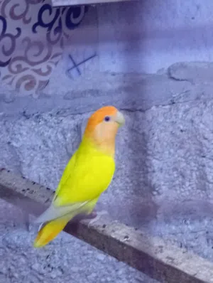 جواز روز اورنج ابلاين