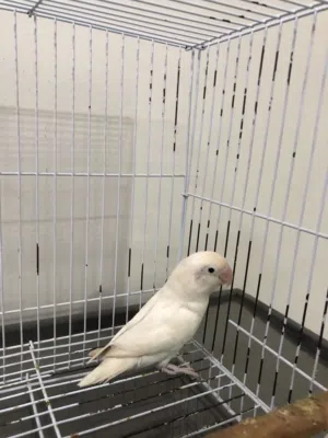 انثى روز محليه منتجه