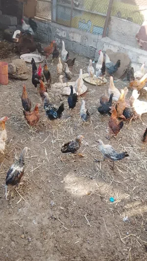 دجاج عمانيات للبيع بريال وشي بريالين