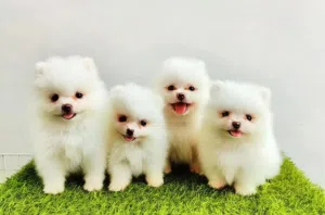 Pomeranian  عرض لفترة محدودة  افضل سعر واعلا مستوى
