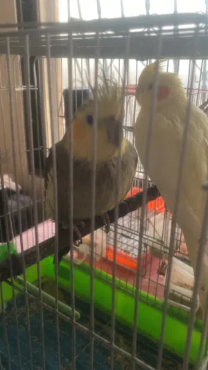 كوكتيل حبشي