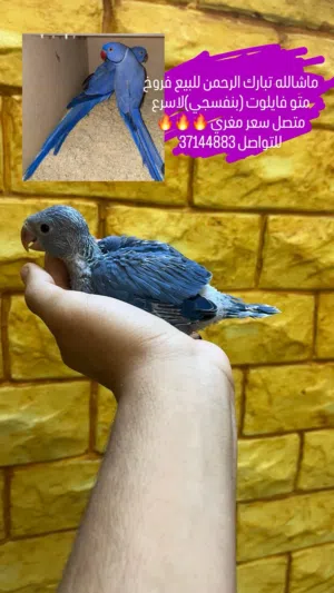 للبيع فرخ متو فايلوت ( بنفسجي ) لاسرع متصل بسعر مغري اقل من سعر السوق
