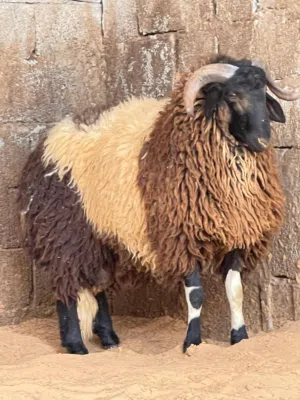 بسم الله ماشاء الله