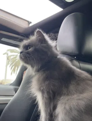 قطة انثى شيرازيه للبيع