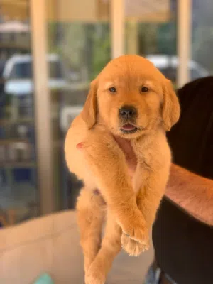 جولدن ريتريفر مدربه كامل ..جميع اللقاحات اللازمه وجرعه الدود ومايكروشيب التسليم في عياده بيطريه