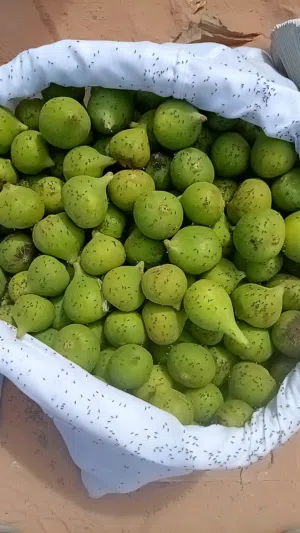 دكار كرموس الرابطة