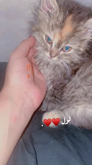 قطه للبيع انثي