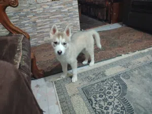 كلبه هاسكي بيور