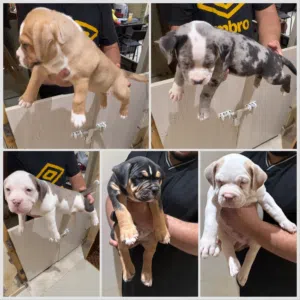 American bully XL puppies امريكان بولي
