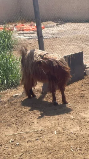 شه من حلل السعيدي أموره طيبه فول سمنه ينفع للتربية وزبح