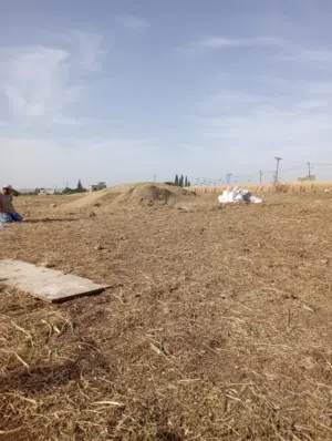 تبن مواشي بيقيا