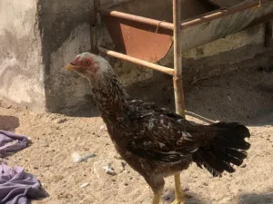 دجاج باكستاني للبيع كميه محدوده