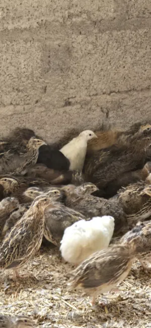 طيور سمان سوبر جامبو الحجم الكبير