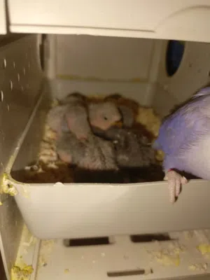 طيور روز فيشر كوكتيل اليف فراخ للزق