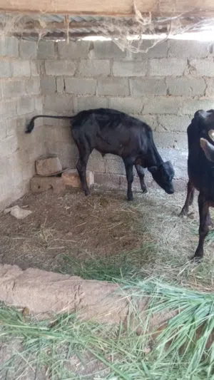 قعود، وبقرة تحتها عجل العدد 3