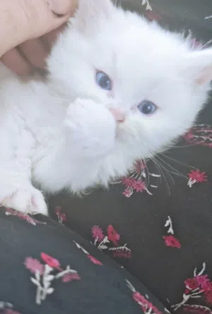 قطط صغيره بيضاء