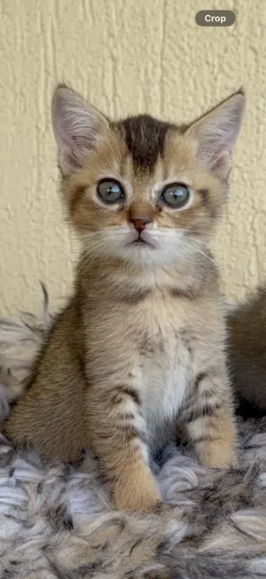 قطه سكوتش ستريت kitten scotch straight