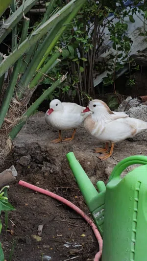 بط مندرين نادر وجميل