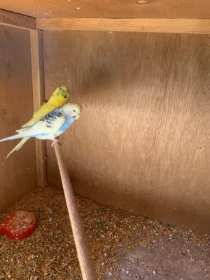 ثلاث طروف بقلينو