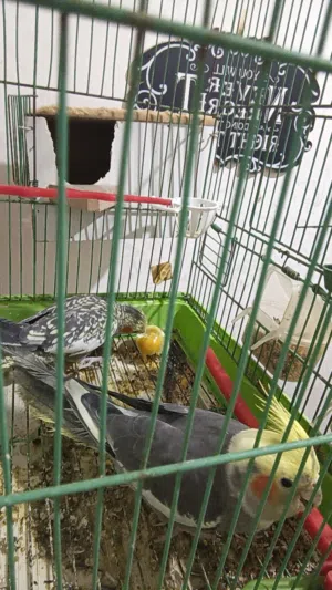 عصفور كوكتيل للبيع بصحه ممتازة ذكر وانثى شغال جابو 4 بيضات 2 نكسرو و2 فاضيات