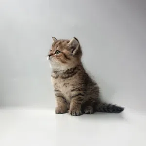 Scottish kittens