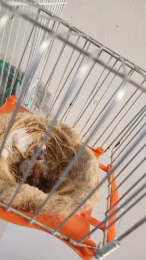 كناري زوج مع القفص